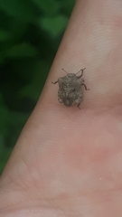 Cyrtocoris