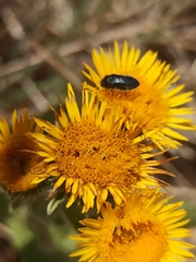 Pentanema montanum
