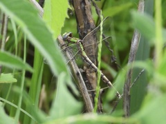 Ophiogomphus smithi