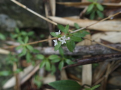 Galium echinocarpum