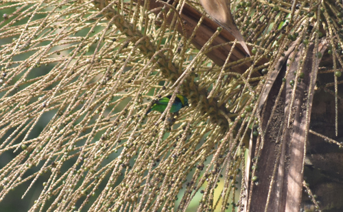 Green-headed Tanager (Tangara seledon), photo 9
