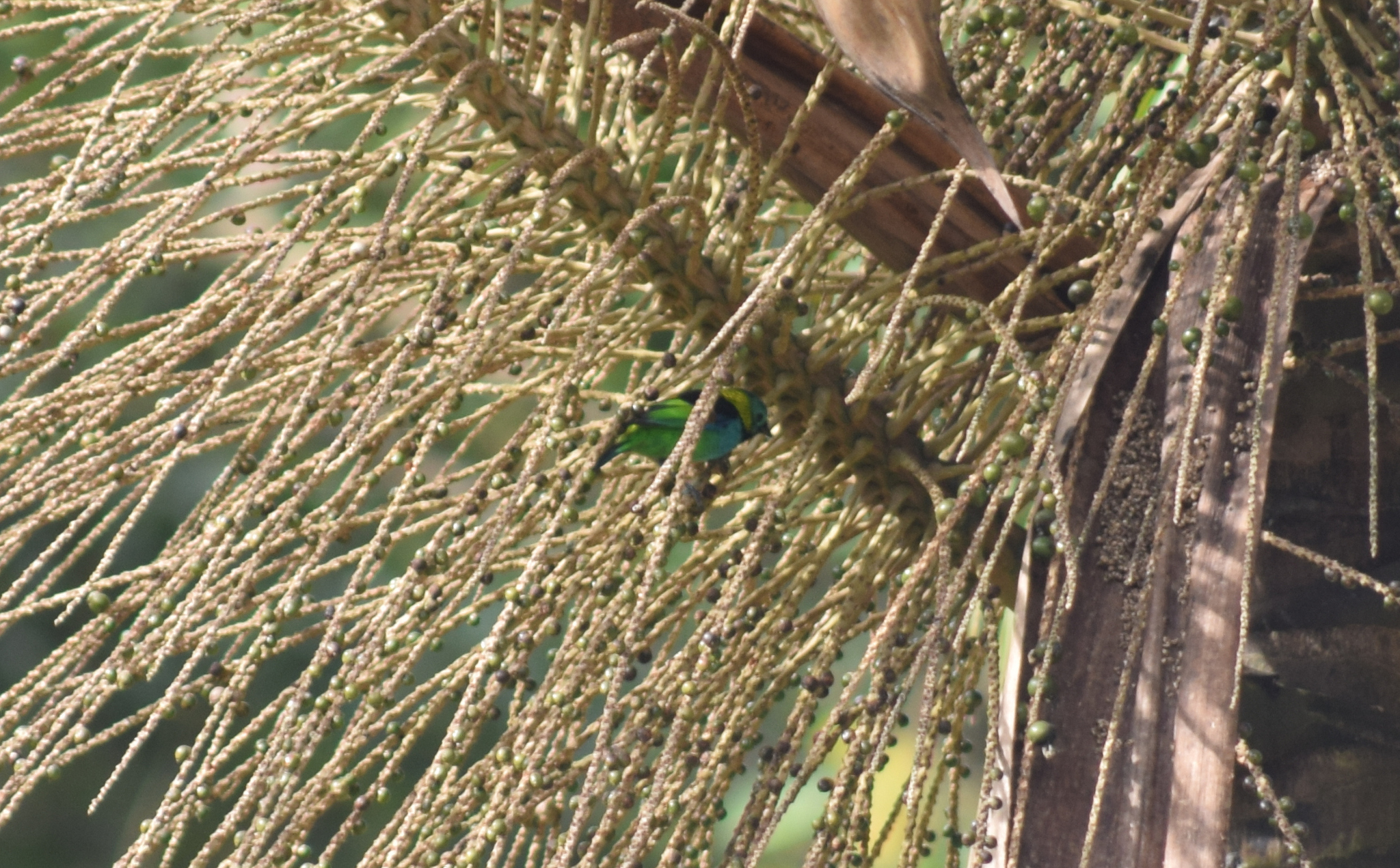 Green-headed Tanager illustration