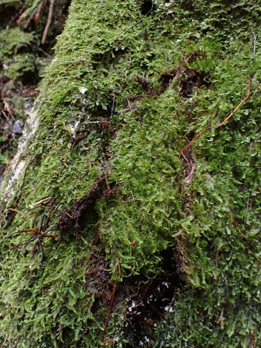 Image of Dicranodontium uncinatum by no rights reserved