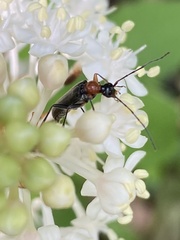 Pidonia ruficollis