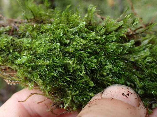 Image of Curve-Leaved Bow-Moss (Dicranodontium uncinatum) by no rights reserved