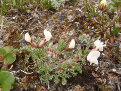 Oxytropis podocarpa