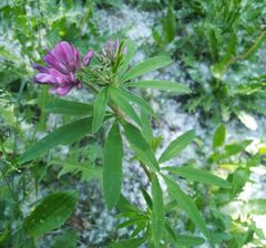 Trifolium lupinaster