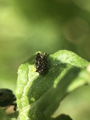 Cosmobaris scolopacea