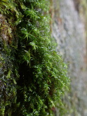 Bartramiopsis lescurii