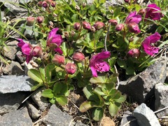 Rhododendron camtschaticum