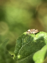 Cosmobaris scolopacea