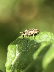 Cosmobaris scolopacea