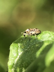 Cosmobaris scolopacea