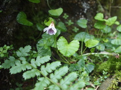 Viola senzanensis