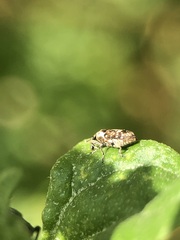 Cosmobaris scolopacea