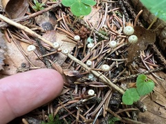 Marasmius wettsteinii