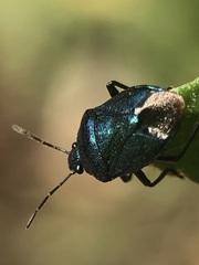 Zicrona caerulea