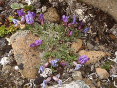 Oxytropis podocarpa