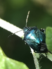 Zicrona caerulea