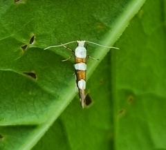 Argyresthia brockeella