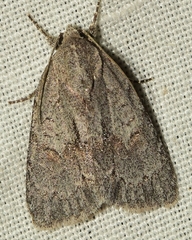 Bryonycta pineti