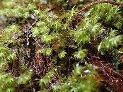 Bartramiopsis lescurii