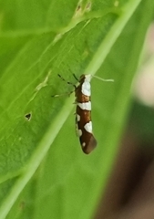Argyresthia brockeella