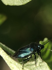 Zicrona caerulea