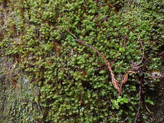 Bartramiopsis lescurii