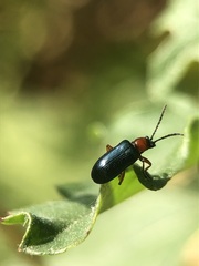 Chrysomelidae