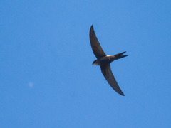 Apus pacificus
