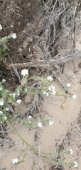 Cryptantha leiocarpa