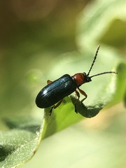 Chrysomelidae