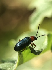 Chrysomelidae
