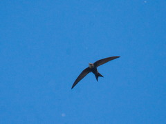 Apus pacificus