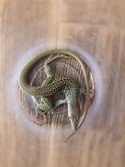 Aspidoscelis exsanguis