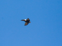 Apus pacificus