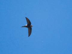 Apus pacificus