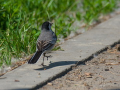 Motacilla alba