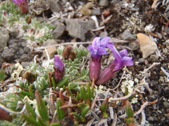 Oxytropis podocarpa