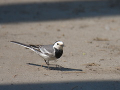 Motacilla alba