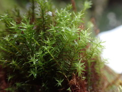 Bartramiopsis lescurii