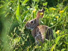 Sylvilagus obscurus