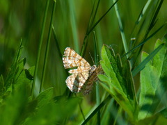 Ematurga atomaria
