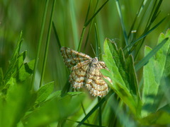 Ematurga atomaria
