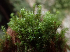 Bartramiopsis lescurii