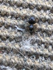 Lasius
