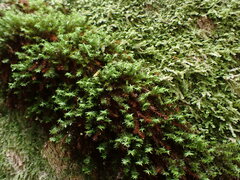 Bartramiopsis lescurii