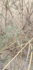 Monardella undulata