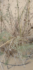 Monardella undulata